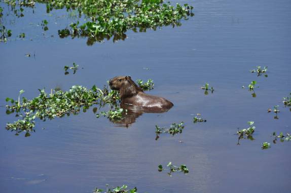 Capivara se refresca no Hato El Cedral, na região dos llanos venezuelanos, perto da cidade de Mantecal